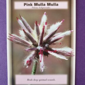 Pink Mulla Mulla Midlands Kinesiology