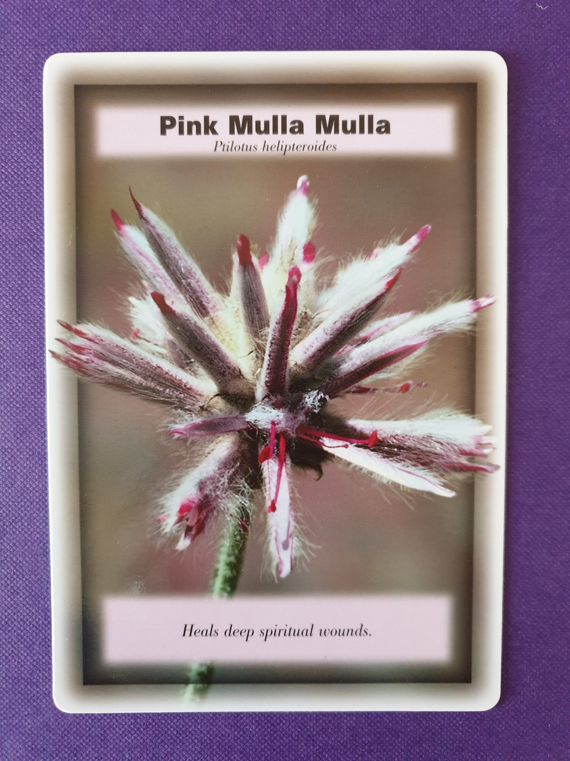 Pink Mulla Mulla Midlands Kinesiology