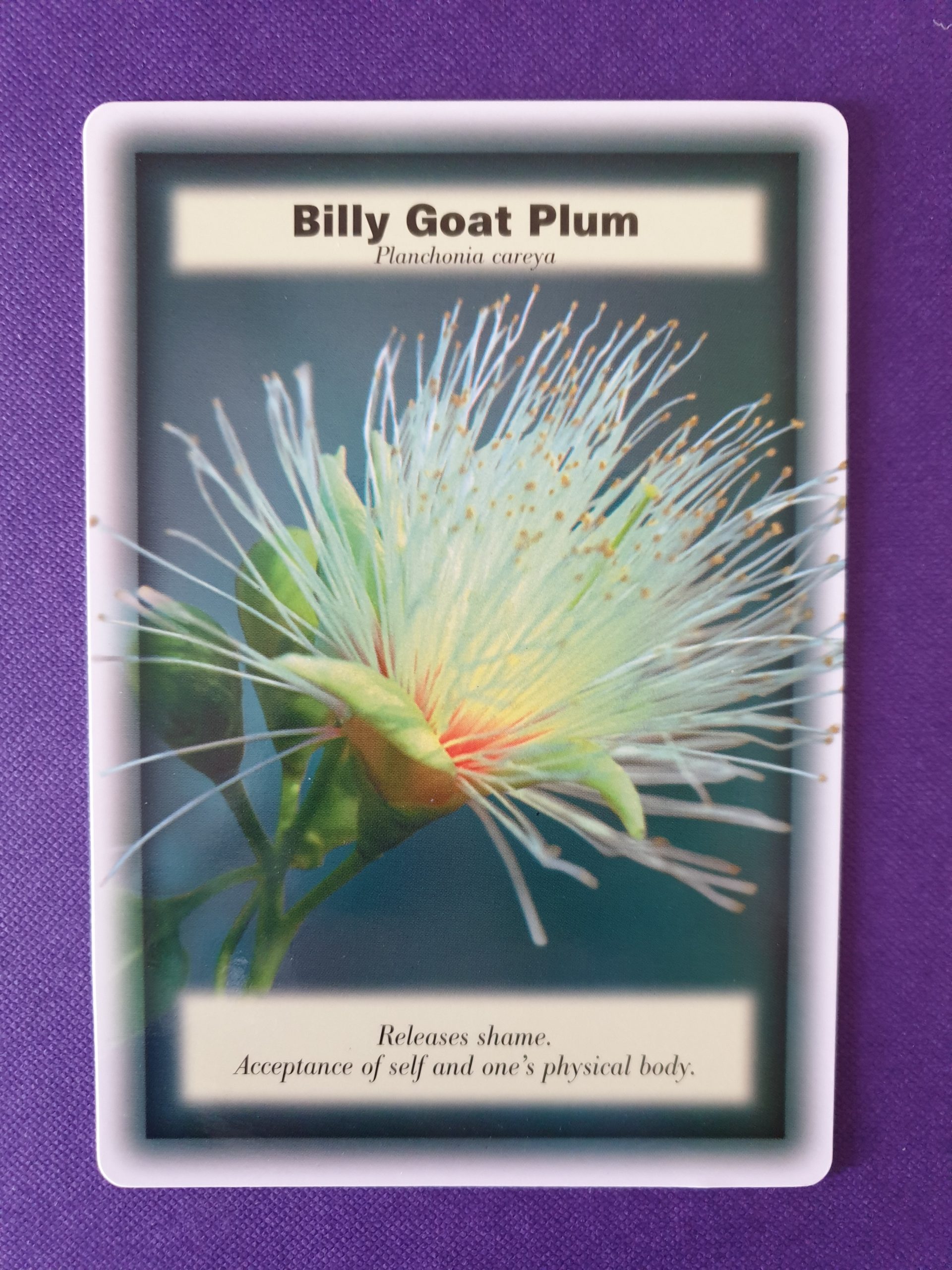 Billy Goat Plum Midlands Kinesiology
